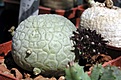 Нажмите на изображение для увеличения.

Название:	Pseudolithos_migiurtinus_31_05_2003 .JPG
Просмотров:	725
Размер:	34.8 Кб
ID:	379100
