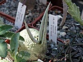 Нажмите на изображение для увеличения.

Название:	Pseudolithos_migiurtinus_ES_2622_Somalia_fool_fruit_19_07_2003.JPG
Просмотров:	721
Размер:	45.7 Кб
ID:	379101