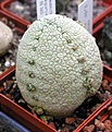 Нажмите на изображение для увеличения.

Название:	Pseudolithos_migiurtinus_ES2622_Somalia_best_of_2004.JPG
Просмотров:	737
Размер:	33.3 Кб
ID:	379102