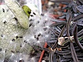 Нажмите на изображение для увеличения.

Название:	Pseudolithos_migiurtinus_fruit_detals_10_08_2003.JPG
Просмотров:	718
Размер:	67.4 Кб
ID:	379103