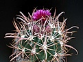 Нажмите на изображение для увеличения.

Название:	Ferocactus_fordii.JPG
Просмотров:	356
Размер:	44.2 Кб
ID:	379104