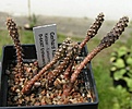 Нажмите на изображение для увеличения.

Название:	P-reticulatus.jpg
Просмотров:	839
Размер:	60.8 Кб
ID:	379134