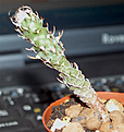 Нажмите на изображение для увеличения.

Название:	Turbinicarpus-flaviflorus.jpg
Просмотров:	503
Размер:	46.1 Кб
ID:	379136