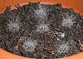 Нажмите на изображение для увеличения.

Название:	Mammillaria bocasana var. multilanata.jpg
Просмотров:	261
Размер:	170.0 Кб
ID:	379153