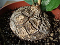 Нажмите на изображение для увеличения.

Название:	Dioscorea mexicana.jpg
Просмотров:	714
Размер:	74.8 Кб
ID:	379165