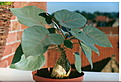Нажмите на изображение для увеличения.

Название:	Ficus_petiolaris.jpg
Просмотров:	1906
Размер:	137.4 Кб
ID:	379176