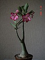 Нажмите на изображение для увеличения.

Название:	Resized_adenium obesum.jpg
Просмотров:	707
Размер:	36.6 Кб
ID:	379186