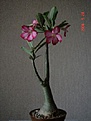 Нажмите на изображение для увеличения.

Название:	Resized_adenium obesum.jpg
Просмотров:	561
Размер:	36.6 Кб
ID:	379186