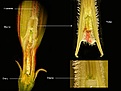 Нажмите на изображение для увеличения.

Название:	pollination.jpg
Просмотров:	622
Размер:	55.9 Кб
ID:	379187