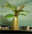 Нажмите на изображение для увеличения.

Название:	seedling socotranum.jpg
Просмотров:	705
Размер:	62.4 Кб
ID:	379190