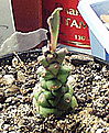 Нажмите на изображение для увеличения.

Название:	monadenium.jpg
Просмотров:	269
Размер:	22.3 Кб
ID:	379234