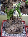Нажмите на изображение для увеличения.

Название:	Monadenium_echinulatum_ES.JPG
Просмотров:	309
Размер:	70.3 Кб
ID:	379239