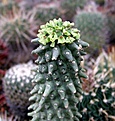 Нажмите на изображение для увеличения.

Название:	Monadenium_reflexum_ES799_Ethiopia.JPG
Просмотров:	286
Размер:	31.6 Кб
ID:	379241