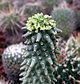 Нажмите на изображение для увеличения.

Название:	Monadenium_reflexum_ES799_Ethiopia.JPG
Просмотров:	239
Размер:	31.6 Кб
ID:	379241