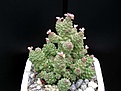 Нажмите на изображение для увеличения.

Название:	Monadenium_ritchieri_IT.JPG
Просмотров:	296
Размер:	38.4 Кб
ID:	379242