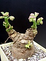 Нажмите на изображение для увеличения.

Название:	Monadenium_echinulatum.JPG
Просмотров:	298
Размер:	49.6 Кб
ID:	379243