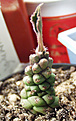 Нажмите на изображение для увеличения.

Название:	monadenium.jpg
Просмотров:	170
Размер:	37.9 Кб
ID:	379245