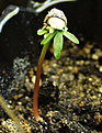 Нажмите на изображение для увеличения.

Название:	bursera_seedl.jpg
Просмотров:	248
Размер:	23.1 Кб
ID:	379246