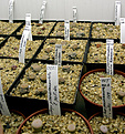 Нажмите на изображение для увеличения.

Название:	lithops03020017.jpg
Просмотров:	225
Размер:	98.2 Кб
ID:	379267
