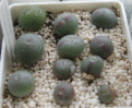 Нажмите на изображение для увеличения.

Название:	Conophytum_christiansenianu.gif
Просмотров:	1406
Размер:	105.7 Кб
ID:	379288