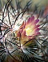 Нажмите на изображение для увеличения.

Название:	Mammillaria-microhelia2.jpg
Просмотров:	296
Размер:	42.8 Кб
ID:	379333