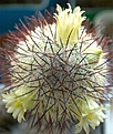 Нажмите на изображение для увеличения.

Название:	Mammillaria-microhelia2a.jpg
Просмотров:	299
Размер:	47.6 Кб
ID:	379334