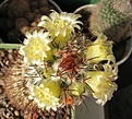 Нажмите на изображение для увеличения.

Название:	Mamillaria_microhelia.jpg
Просмотров:	284
Размер:	88.4 Кб
ID:	379337