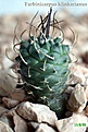 Нажмите на изображение для увеличения.

Название:	Turbinicarpus-klinkerianus.jpg
Просмотров:	164
Размер:	67.6 Кб
ID:	379342