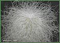 Нажмите на изображение для увеличения.

Название:	Cephalocereus_senilis1.jpg
Просмотров:	149
Размер:	117.6 Кб
ID:	379383