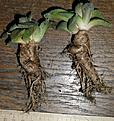 Нажмите на изображение для увеличения.

Название:	aloinopsis_rubrolineata03250003.jpg
Просмотров:	733
Размер:	99.7 Кб
ID:	379395