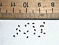 Нажмите на изображение для увеличения.

Название:	Ferocactus_latispinus.JPG
Просмотров:	239
Размер:	27.4 Кб
ID:	379408