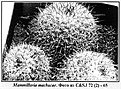 Нажмите на изображение для увеличения.

Название:	Mammillaria-machucae.jpg
Просмотров:	241
Размер:	58.6 Кб
ID:	379409