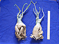 Нажмите на изображение для увеличения.

Название:	adenium2 graft.jpg
Просмотров:	202
Размер:	48.9 Кб
ID:	379413