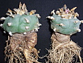 Нажмите на изображение для увеличения.

Название:	Lophophora\'s.jpg
Просмотров:	245
Размер:	69.9 Кб
ID:	379422