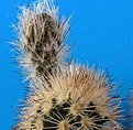 Нажмите на изображение для увеличения.

Название:	Echinocereus purpureus 4.jpg
Просмотров:	2001
Размер:	44.8 Кб
ID:	379446