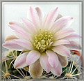 Нажмите на изображение для увеличения.

Название:	Gymnocalycium09042006.jpg
Просмотров:	160
Размер:	49.2 Кб
ID:	379447