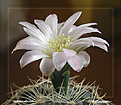 Нажмите на изображение для увеличения.

Название:	Gymnocalycium1_09042006.jpg
Просмотров:	137
Размер:	54.3 Кб
ID:	379448