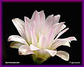 Нажмите на изображение для увеличения.

Название:	Gymnocalycium2_09042006.jpg
Просмотров:	158
Размер:	41.1 Кб
ID:	379449
