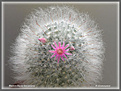 Нажмите на изображение для увеличения.

Название:	Mammillaria bocasana _07042006.jpg
Просмотров:	155
Размер:	67.3 Кб
ID:	379450