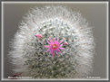 Нажмите на изображение для увеличения.

Название:	Mammillaria bocasana _07042006.jpg
Просмотров:	139
Размер:	67.3 Кб
ID:	379450