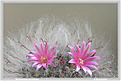 Нажмите на изображение для увеличения.

Название:	Mammillaria bocasana _08042006.jpg
Просмотров:	141
Размер:	49.2 Кб
ID:	379451