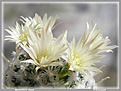 Нажмите на изображение для увеличения.

Название:	Mammillaria duwei_09042006.jpg
Просмотров:	148
Размер:	55.9 Кб
ID:	379452