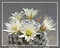 Нажмите на изображение для увеличения.

Название:	Mammillaria duwei1_09042006.jpg
Просмотров:	148
Размер:	65.1 Кб
ID:	379453