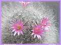 Нажмите на изображение для увеличения.

Название:	Mammillaria bocasana_10042006.jpg
Просмотров:	136
Размер:	69.0 Кб
ID:	379458