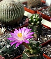 Нажмите на изображение для увеличения.

Название:	Mammillaria_saboae_ssp_roczekii.JPG
Просмотров:	982
Размер:	55.0 Кб
ID:	379472