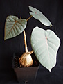 Нажмите на изображение для увеличения.

Название:	ficus_plant.jpg
Просмотров:	459
Размер:	68.5 Кб
ID:	379481