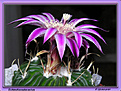 Нажмите на изображение для увеличения.

Название:	Echinofossulocactus1_ 20042006.jpg
Просмотров:	132
Размер:	55.1 Кб
ID:	379487