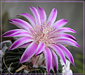 Нажмите на изображение для увеличения.

Название:	Echinofossulocactus 21042006.jpg
Просмотров:	127
Размер:	64.5 Кб
ID:	379494