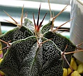 Нажмите на изображение для увеличения.

Название:	astrophytum_ornatum.jpg
Просмотров:	659
Размер:	26.9 Кб
ID:	379497
