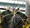 Нажмите на изображение для увеличения.

Название:	astrophytum_ornatum.jpg
Просмотров:	570
Размер:	26.9 Кб
ID:	379497